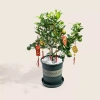Chậu nhựa MONROVIA size LỚN cho hoa hồng, cây cảnh mini, rau, để bàn, ban công, vườn - 85.000đ 8