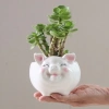 Chậu Sen Đá Xương Rồng Mini Hình Heo Sứ Cao Cấp Bàn Văn Phòng Giá Ưu Đãi 62.000₫ 3
