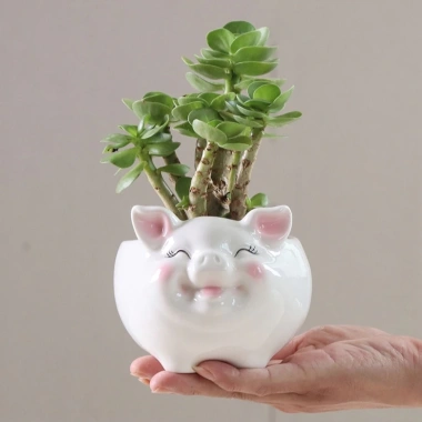 Chậu Sen Đá Xương Rồng Mini Hình Heo Sứ Cao Cấp Bàn Văn Phòng Giá Ưu Đãi 62.000₫