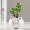 Chậu Sen Đá Xương Rồng Mini Hình Heo Sứ Cao Cấp Bàn Văn Phòng Giá Ưu Đãi 62.000₫ 4
