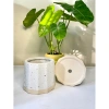 Chậu sứ mini để bàn họa tiết sọc khía vân cát, đế màu sang, trồng cây xanh, chỉ 36.000 VND 7