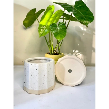 Chậu sứ mini để bàn họa tiết sọc khía vân cát, đế màu sang, trồng cây xanh, chỉ 36.000 VND 7