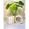 Chậu sứ mini để bàn họa tiết sọc khía vân cát, đế màu sang, trồng cây xanh, chỉ 36.000 VND 9