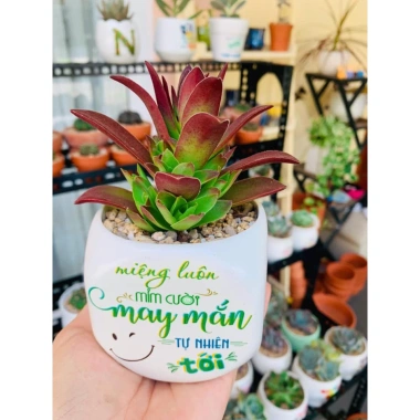Chậu sứ VinaXinh 8cm trồng sen đá, xương rồng, cây cảnh để bàn - In họa tiết, giá 29.000₫