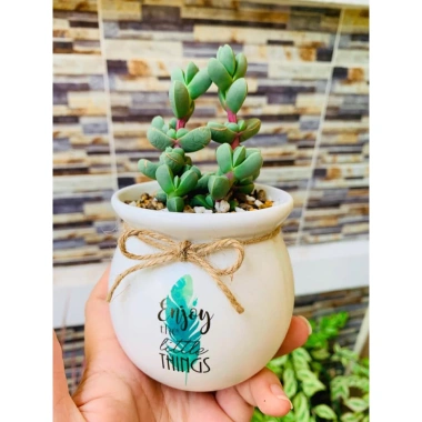 Chậu sứ VinaXinh 8cm trồng sen đá, xương rồng, cây cảnh để bàn - In họa tiết, giá 29.000₫
