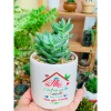 Chậu sứ VinaXinh 8cm trồng sen đá, xương rồng, cây cảnh để bàn - In họa tiết, giá 29.000₫ 6