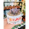 Chậu sứ VinaXinh 8cm trồng sen đá, xương rồng, cây cảnh để bàn - In họa tiết, giá 29.000₫ 7