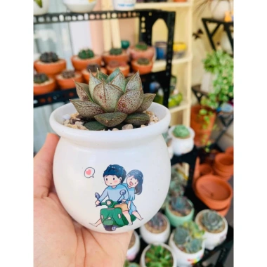 Chậu sứ VinaXinh 8cm trồng sen đá, xương rồng, cây cảnh để bàn - In họa tiết, giá 29.000₫