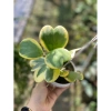 Chậu treo mini LAN CẨM CÙ TIM VAR xinh xắn - HOYA KERRI - Vườn Như Ngọc - Đã bật Hỏa tốc, giá 59.000₫ 2