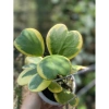 Chậu treo mini LAN CẨM CÙ TIM VAR xinh xắn - HOYA KERRI - Vườn Như Ngọc - Đã bật Hỏa tốc, giá 59.000₫ 3