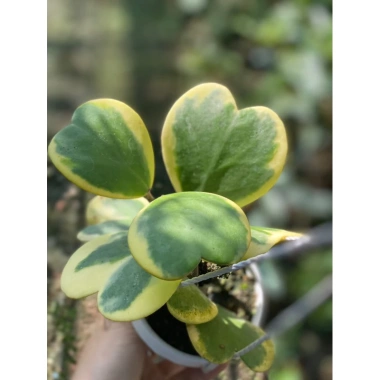 Chậu treo mini LAN CẨM CÙ TIM VAR xinh xắn - HOYA KERRI - Vườn Như Ngọc - Đã bật Hỏa tốc, giá 59.000₫