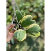 Chậu treo mini LAN CẨM CÙ TIM VAR xinh xắn - HOYA KERRI - Vườn Như Ngọc - Đã bật Hỏa tốc, giá 59.000₫ 4