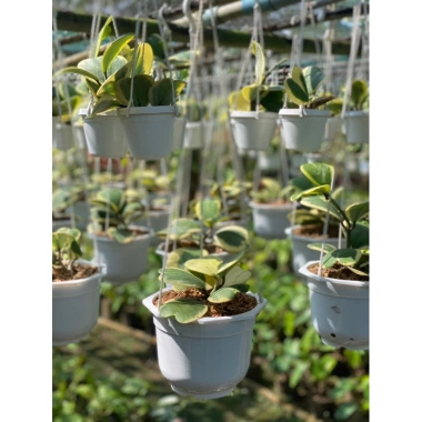 Chậu treo mini LAN CẨM CÙ TIM VAR xinh xắn - HOYA KERRI - Vườn Như Ngọc - Đã bật Hỏa tốc, giá 59.000₫ 5 Chậu treo mini LAN CẨM CÙ TIM VAR xinh xắn - HOYA KERRI - Vườn Như Ngọc - Đã bật Hỏa tốc, giá 59.000₫ 5