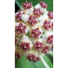 Chậu treo mini LAN CẨM CÙ TIM VAR xinh xắn - HOYA KERRI - Vườn Như Ngọc - Đã bật Hỏa tốc, giá 59.000₫ 7