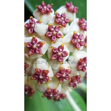 Chậu treo mini LAN CẨM CÙ TIM VAR xinh xắn - HOYA KERRI - Vườn Như Ngọc - Đã bật Hỏa tốc, giá 59.000₫