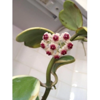 Chậu treo mini LAN CẨM CÙ TIM VAR xinh xắn - HOYA KERRI - Vườn Như Ngọc - Đã bật Hỏa tốc, giá 59.000₫