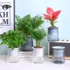Chậu tự dưỡng vân kim cương 2.204 - Chậu mọng nước mini để bàn, trang trí cây hoa, giá ưu đãi 35.100 VND 2