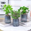 Chậu tự dưỡng vân kim cương 2.204 - Chậu mọng nước mini để bàn, trang trí cây hoa, giá ưu đãi 35.100 VND 6