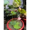 Combo 1 Sen Mini, Chậu, Phân Bón NPK, Vôi Xử Lý Bùn - Giá Ưu Đãi 80.000 VNĐ 2
