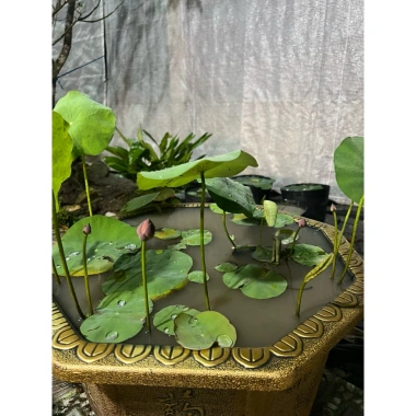 Combo 1 Sen Mini, Chậu, Phân Bón NPK, Vôi Xử Lý Bùn - Giá Ưu Đãi 80.000 VNĐ 3 Combo 1 Sen Mini, Chậu, Phân Bón NPK, Vôi Xử Lý Bùn - Giá Ưu Đãi 80.000 VNĐ 3