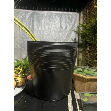 Combo 1 Sen Mini, Chậu, Phân Bón NPK, Vôi Xử Lý Bùn - Giá Ưu Đãi 80.000 VNĐ