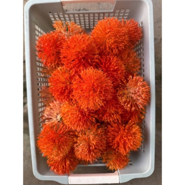 Combo 10 bông bồ công anh nhựa hoa giả decor - Giá chỉ 40.000 VNĐ, giảm 11.600