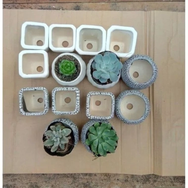 Combo 10 chậu mini trồng sen đá - Giá ưu đãi 139.000đ, giảm từ 175.140đ