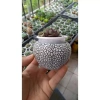 Combo 10 chậu mini trồng sen đá - Giá ưu đãi 139.000đ, giảm từ 175.140đ 2