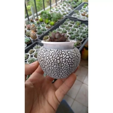 Combo 10 chậu mini trồng sen đá - Giá ưu đãi 139.000đ, giảm từ 175.140đ 2