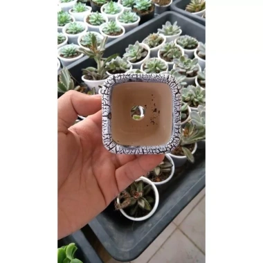 Combo 10 chậu mini trồng sen đá - Giá ưu đãi 139.000đ, giảm từ 175.140đ 3