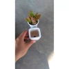 Combo 10 chậu mini trồng sen đá - Giá ưu đãi 139.000đ, giảm từ 175.140đ 4
