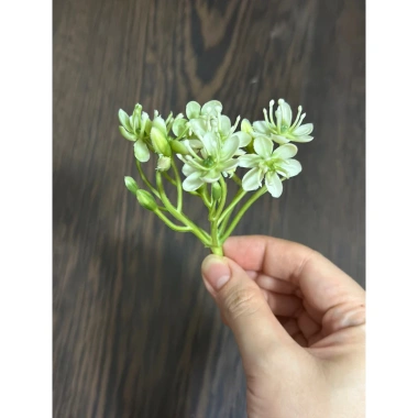 Combo 10 Cỏ điểm, Cành Điểm, Sen Đá, Lá Táo, Dương Sỉ - Trang trí Mẹt Tết 2.025 chỉ 14.500 VND 7