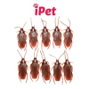 Combo 10 Đồ Chơi Gián Nhện Bọ Rết Thằn Lằn Chuột Cho Chó Mèo - Giá Ưu Đãi 5.699₫ 2