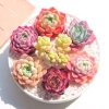 Combo 10 sen đá mini mix ngẫu nhiên không trùng Đà Lạt thuần khí hậu 25.900 VND
