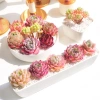 Combo 10 sen đá mini mix ngẫu nhiên không trùng Đà Lạt thuần khí hậu 25.900 VND 2