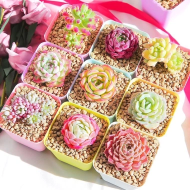 Combo 10 sen đá mini mix ngẫu nhiên không trùng Đà Lạt thuần khí hậu 25.900 VND 6