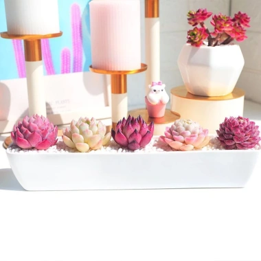 Combo 10 sen đá mini mix ngẫu nhiên không trùng Đà Lạt thuần khí hậu 25.900 VND 8