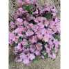 Combo 1kg Hoa Mai Giả Hoa Đào Giả - Giá chỉ 50.000 VNĐ, hương thơm tự nhiên 3
