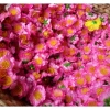 Combo 1kg Hoa Mai Giả Hoa Đào Giả - Giá chỉ 50.000 VNĐ, hương thơm tự nhiên 6