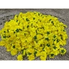 Combo 1kg hoa mai giả & hoa đào giả - Giá ưu đãi 50.000đ, chất lượng sống động 3