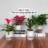 Combo 2 Chậu Thủy Sinh Mini cho Cây Cảnh Để Bàn Giá Chỉ 21.000 VNĐ 3