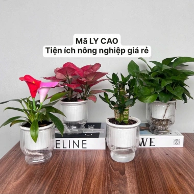 Combo 2 Chậu Thủy Sinh Mini cho Cây Cảnh Để Bàn Giá Chỉ 21.000 VNĐ 3