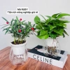 Combo 2 Chậu Thủy Sinh Mini cho Cây Cảnh Để Bàn Giá Chỉ 21.000 VNĐ 5