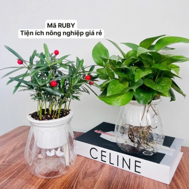 Combo 2 Chậu Thủy Sinh Mini cho Cây Cảnh Để Bàn Giá Chỉ 21.000 VNĐ 5