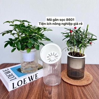 Combo 2 Chậu Thủy Sinh Mini cho Cây Cảnh Để Bàn Giá Chỉ 21.000 VNĐ 8
