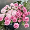 Combo 3 Cành Hoa Cúc Tổ Ong 2 bông to 1 nụ giả lụa - Phòng khách 29.000 VND