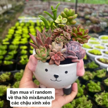 Combo 30 sen đá mini 3-4cm - Tặng đất, chỉ 150.000 VNĐ, trang trí cây cảnh 2