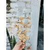 Combo 5 Cành Mai Đồng Trang Trí Giỏ Quà và Tháp Nước Tết - Giá Ưu Đãi 48.000đ