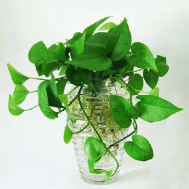 Combo 5 cây Trầu bà vạn niên thanh 20cm Trồng đất hoặc thủy sinh, giảm giá 25.000₫