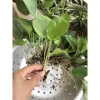 Combo 5 cây Trầu bà vạn niên thanh 20cm Trồng đất hoặc thủy sinh, giảm giá 25.000₫ 2